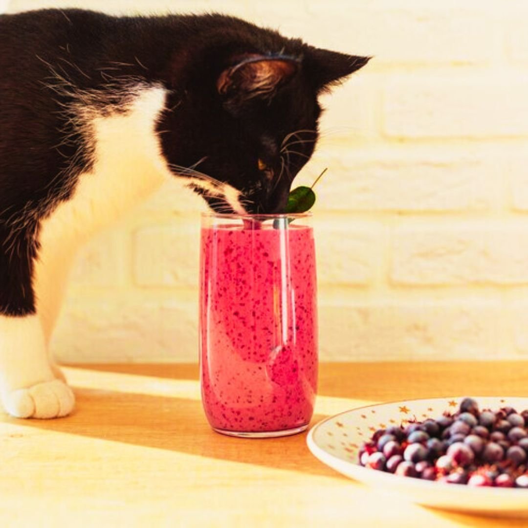 Receita Smoothie de Morango e Iogurte Gato