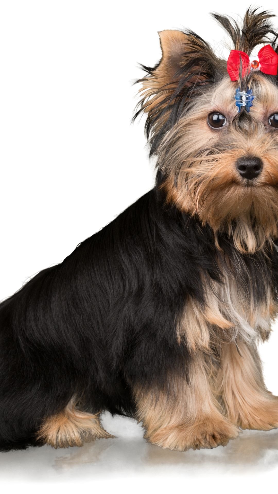 caes yorkshire terrier
