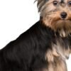 caes yorkshire terrier