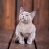 Breed,Of,European,Burmese,Cat,,Gray,,Sitting,On,A,Brown