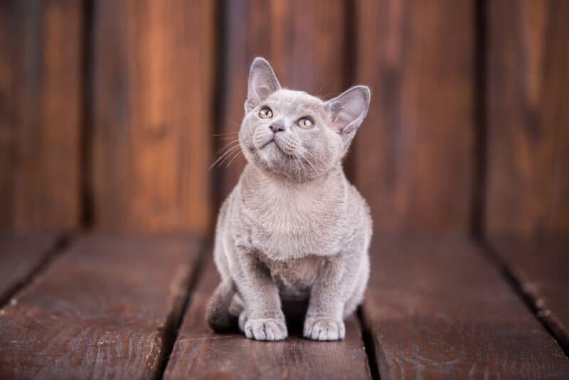 Breed,Of,European,Burmese,Cat,,Gray,,Sitting,On,A,Brown