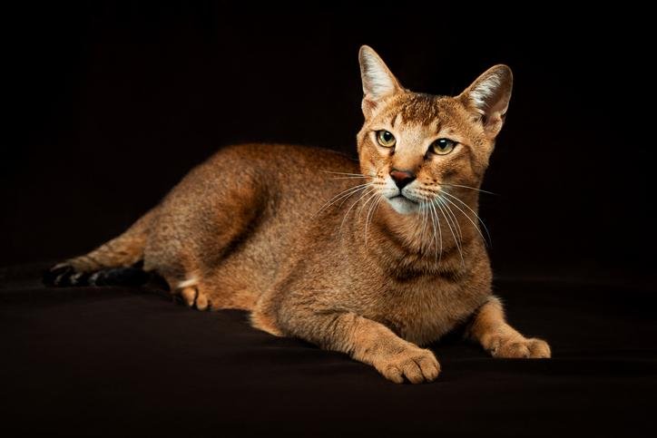 O Fascínio do Chausie Natureza Selvagem em um Coração Doméstico