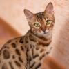 bengal cat sits and looks into the camera