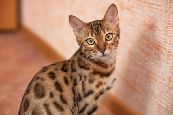 bengal cat sits and looks into the camera