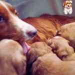 Nascimento em uma Ninhada de Cachorros