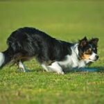 Cães com Habilidades de Salto Guia completo para treinamento