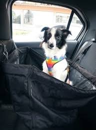 Como Transportar seu Cachorro no Carro com Segurança e Conforto