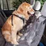 Guia Definitivo Como Transportar seu Cachorro no Carro com Segurança e Conforto