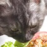 Alimentação saudável para gatos eles podem comer salada