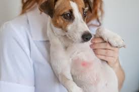 Dicas para dar banho em cachorro com dermatite