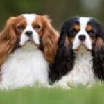 Raça de Cachorro Cavalier King Charles Spaniel