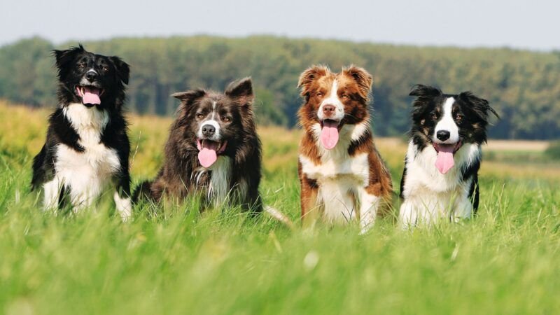 raca de cao border collie